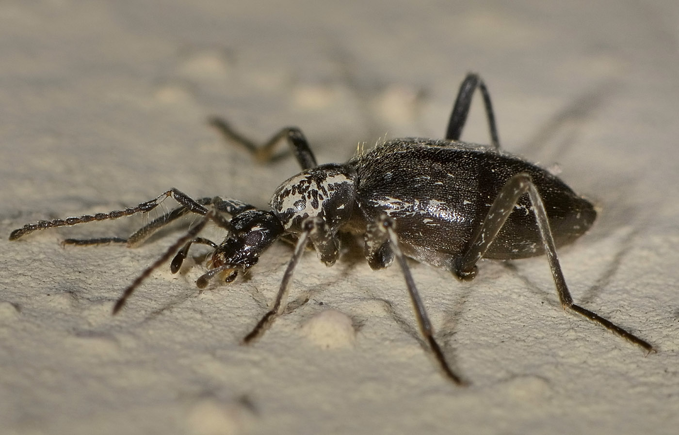 Scydmenidae: Palaeostigus heydenii e P. pilifer